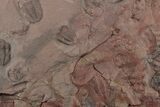 Ordovician Trilobite Mortality Plate - Trilobites On Both Sides #194106-1